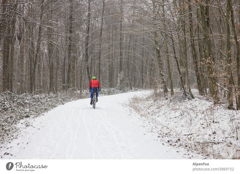 Winter sports cyclists Sports Snow Forest Winter forest Nature Tree Exterior shot Landscape Winter's day Snowscape Snow layer Colour photo Winter vacation