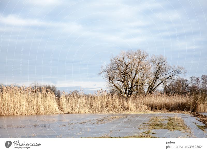 icy flat landscape. Tree Winter Frozen surface Ice Common Reed Frost Cold Exterior shot Deserted Water Environment Day Nature Colour photo Lakeside