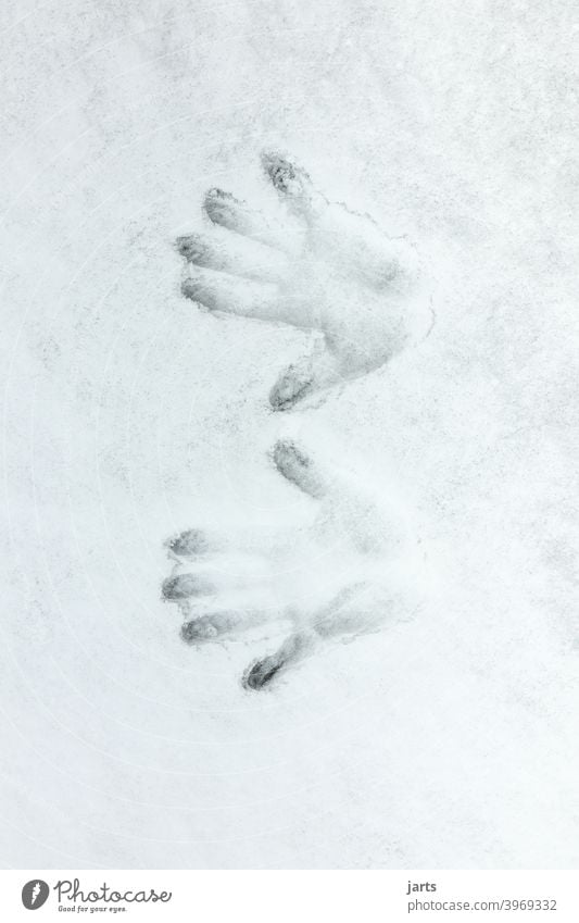 Two handprints in the snow Snow Cold Hand hands Fingers Winter Imprint Detail Fingerprint Tracks Deserted Palm of the hand White Close-up Frost Sign Frozen