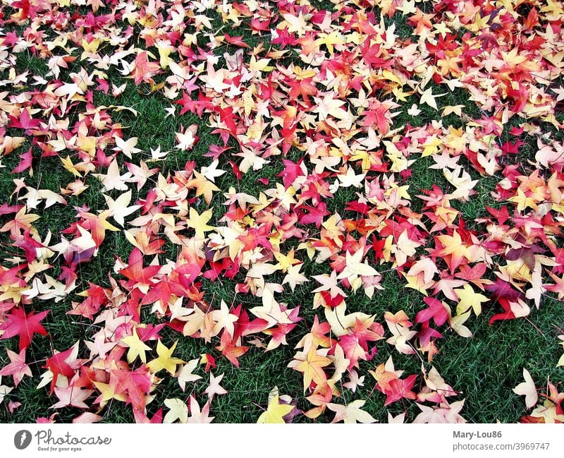 Red star shaped autumn leaves on green lawn Autumn Autumn leaves golden autumn Green foliage Tree trees Leaf Colour Gaudy variegated Yellow Meadow Lawn