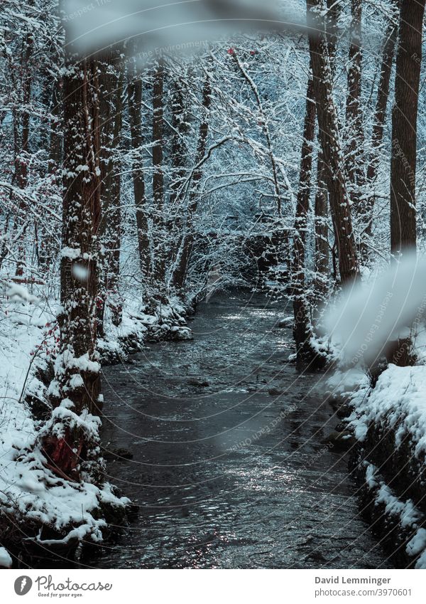 A river running through a winter forest Forest Snow Trees Ice River Winter Cold Winter vacation Nature Adventure Beautiful Weather Water Vacation & Travel