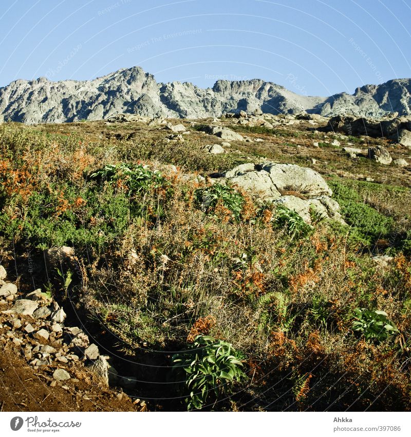Mountain flora in Corsica Vacation & Travel Trip Far-off places Freedom Summer Hiking Nature Landscape Plant Animal Earth Sky Cloudless sky Beautiful weather