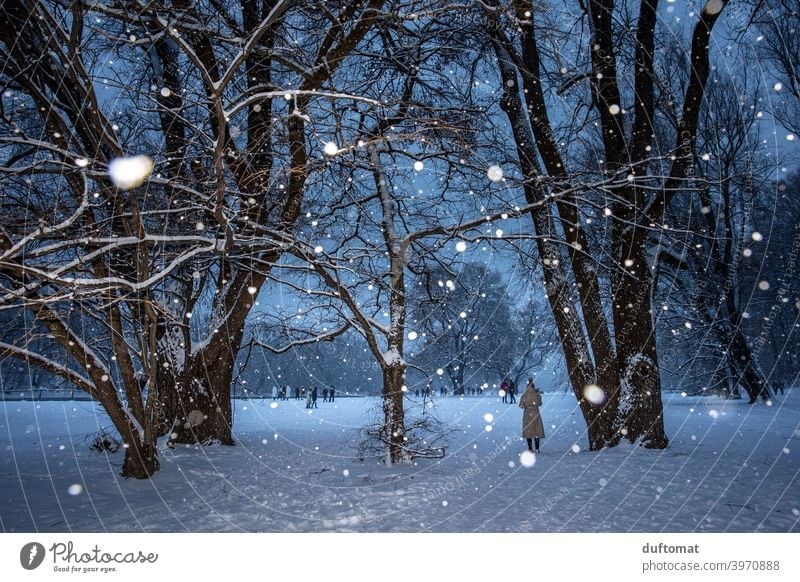 Landscape during snowfall in winter Night Snow snowflakes Tree snowy christmas tree Light Winter Cold Snowfall Nature White Frost Weather Bad weather Climate