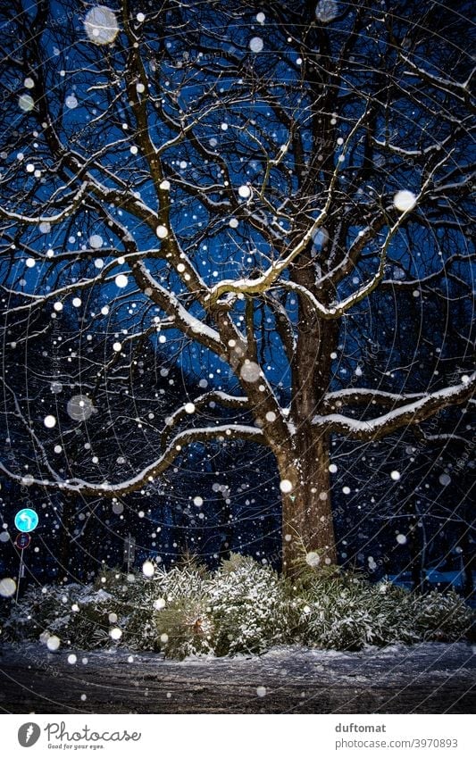 Night shot of tree in snowfall Snow snowflakes Tree snowy christmas tree Light Winter Cold Snowfall Nature Deserted White Frost Weather Landscape Bad weather