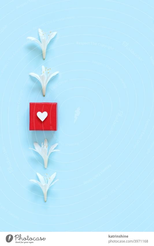 White flowers and red gift box on a light blue background heart white top view spring romantic pastel flat lay above valentine day floral holiday march mother