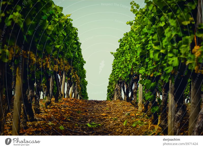 The path between the vines upwards, towards the sky. Exterior shot Landscape Colour photo Nature Deserted Environment Vineyard Summer Day Green Plant