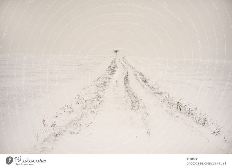 The way is the goal!  *1000* / Snowy dirt road with a small tree on the horizon Winter off the beaten track Tree White Minimalistic Horizon the way is the goal