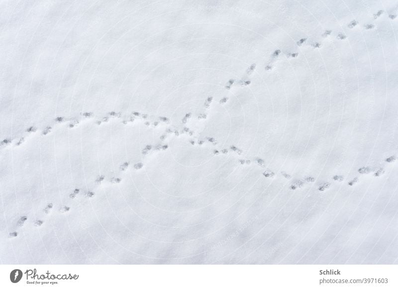 Unknown tracks in the snow cross and draw an X chromosome Snow Tracks Animal Animal tracks snow surface Cross X-Cromosome soft light Winter unfamiliar embassy