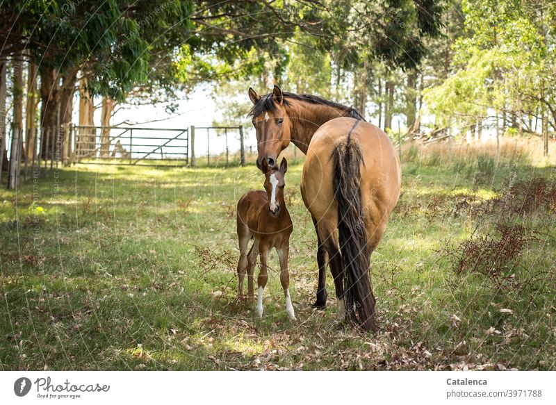 Horse mother and daughter look into the camera on a beautiful summer day Nature flora fauna Landscape Tiet Farm animal mare Foal Stand Grass Meadow trees