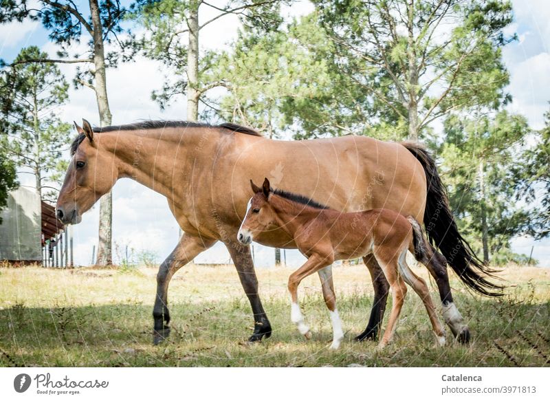 Mare with her foal Keeping of animals Horse Farm animal Animal Nature Sky daylight Day Grass Summer Tree Foal Animal child grow up Mother mare dam