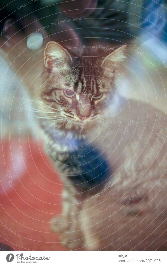 My cat sits outside the porch door II Colour photo Exterior shot Deserted animal portrait Cat hangover Pet tame Domestic cat Animal portrait Cuddly Cute