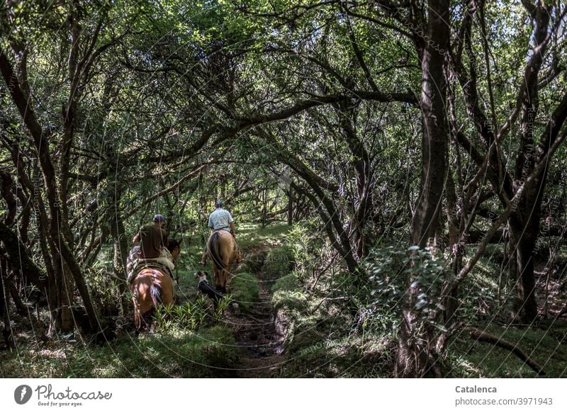 Two riders and dog make their way through the dense, shady jungle Nature flora fauna Plant trees undergrowth Rider animals Farm animals horses Dog off path