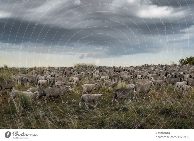 Flock of sheep running through the tall grass of the prairie, clouds in the sky Bad weather Agriculture Wool Clouds Nature Landscape Meadow Grass animals