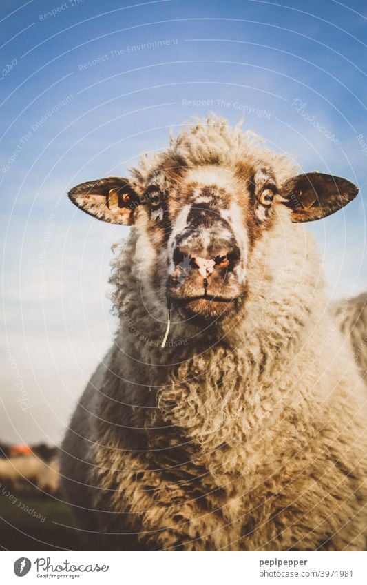 sheep Sheep Animal Farm animal domestic Exterior shot Wool Meadow Willow tree Animal portrait Grass Pelt Deserted Flock Group of animals Herd Lamb's wool