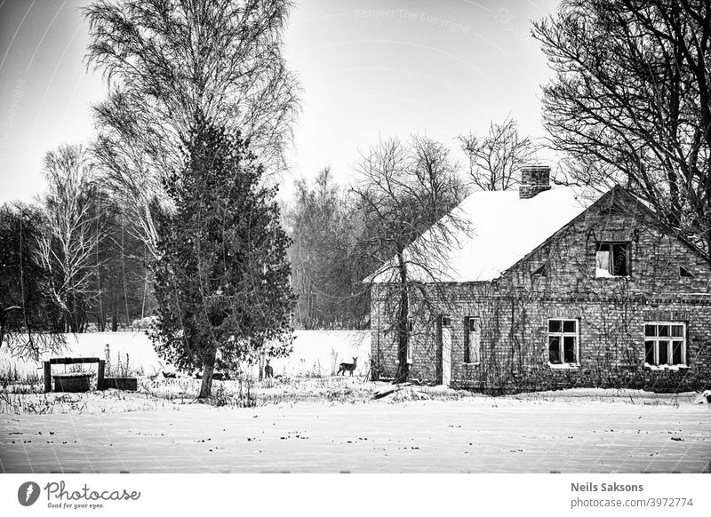 not totally abandoned real estate with nice old brick house, vintage well and two cute inhabitants / two deers in left countryside property yard looking for food in January in Latvia / place to start a new life