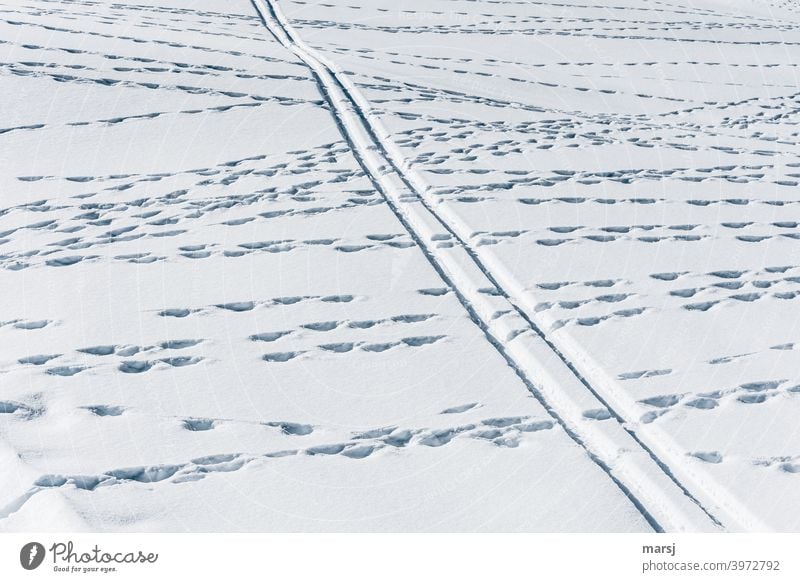 Deer crossing with ski tracks. wildlife trails Ski tracks Parallel Snowscape Muddled Cross Uniqueness busyness Skiing Agitated Winter's day Winter sports