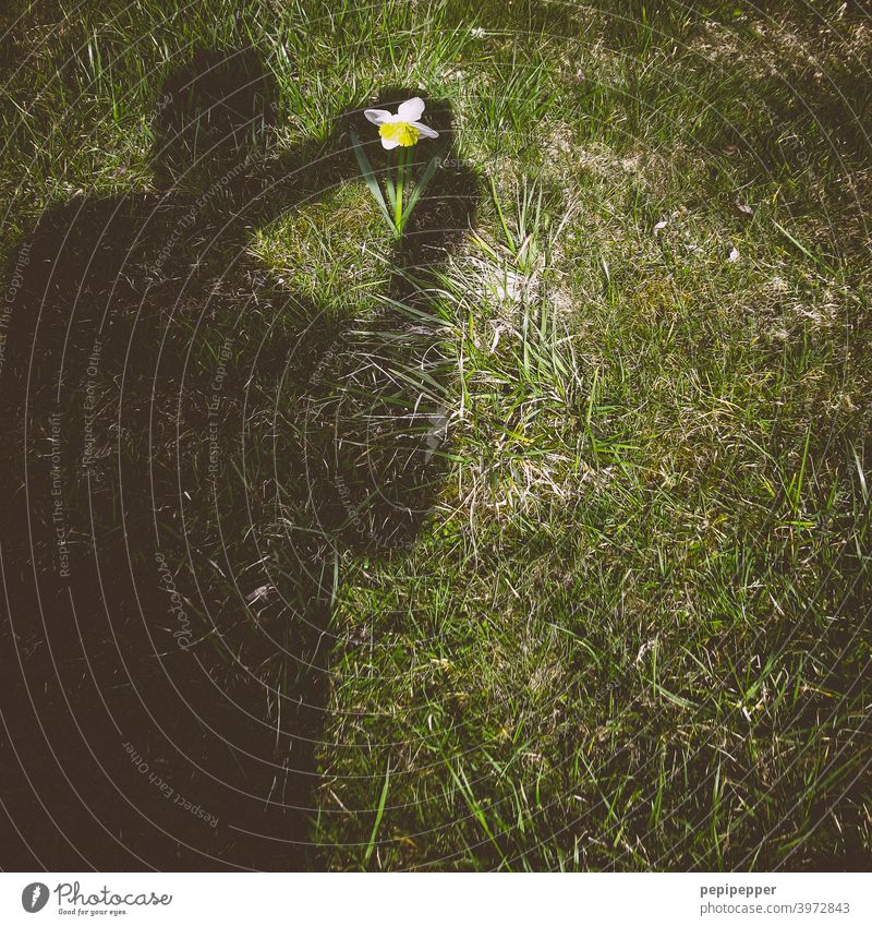 Plant shade on the sidewalk next to a railing - a Royalty Free Stock Photo  from Photocase