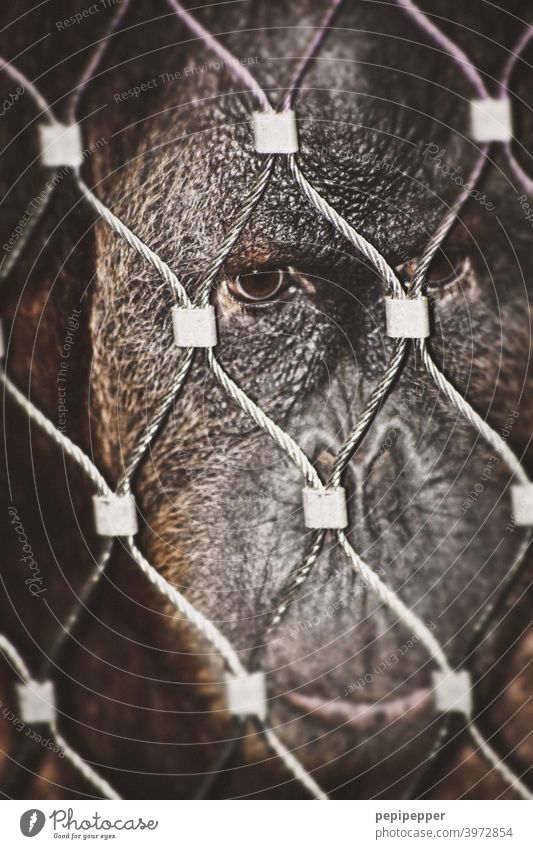 caught - a monkey looks very human and sad through a steel fence Monkeys Captured captivity prisoner captives Animal Zoo Mammal Apes Animal portrait Sadness