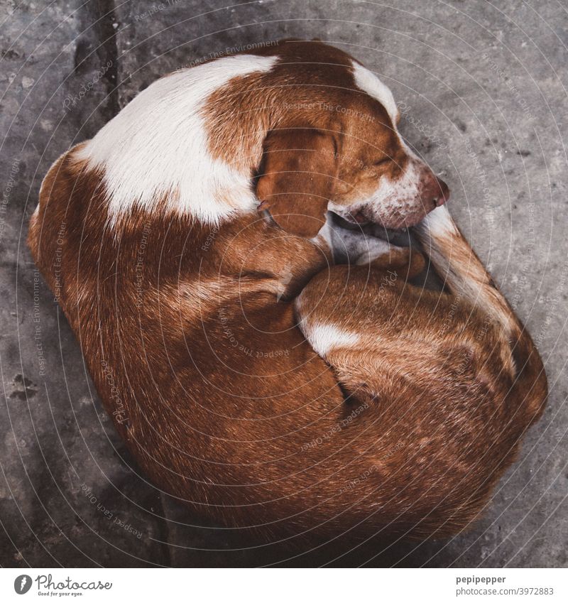 sleeping dog Dog Sleep asleep Bedtime portrait Resting Dream Animal Animal portrait Animal face animals Cute Soft Convoluted Face Animal Portrait" Stationary