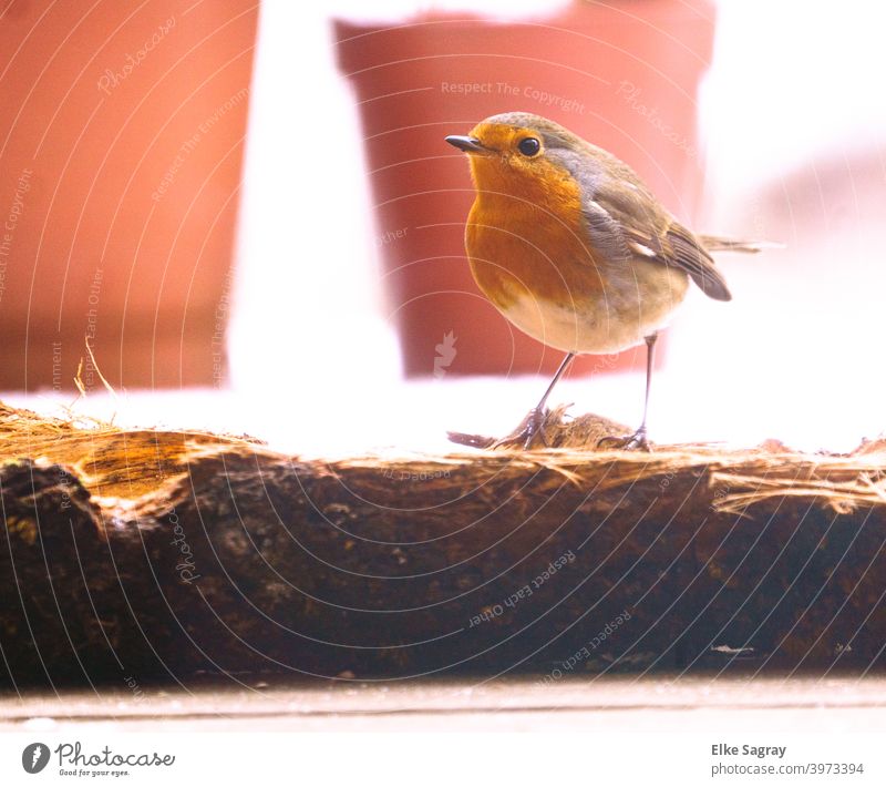 robin portrait in background taracotta flower pots Robin redbreast Bird Exterior shot Deserted Animal portrait Cute Day Orange Environment Small Full-length