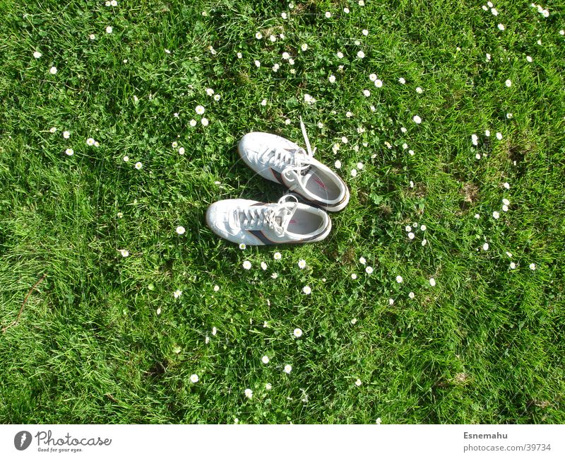 Shoes without humans Footwear Sneakers Grass Flower Daisy Meadow Field Bird Bird's-eye view Lack Loneliness Green Gray White Yellow String Clothing