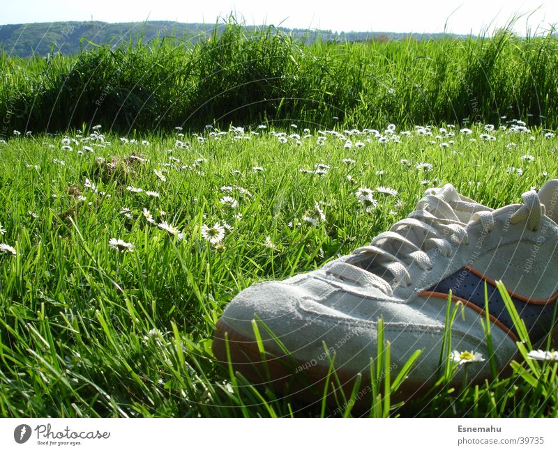 Quiet landscape Footwear Sneakers Grass Flower Daisy Meadow Field Bird Bird's-eye view Lack Loneliness Green Gray White Yellow String Clothing Tree Bushes