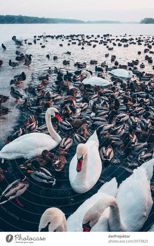 Swans and ducks in the winter lake in Neuruppin III Brandenburg Nature Environment Experiencing nature Exterior shot To go for a walk Copy Space right