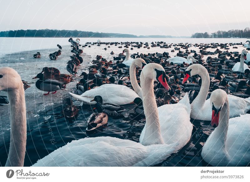 Swans and ducks in the wintry lake in Neuruppin II Brandenburg Nature Environment Experiencing nature Exterior shot To go for a walk Copy Space right