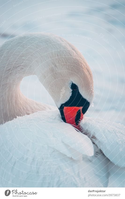 Swan in the wintry lake in Neuruppin Brandenburg Nature Environment Experiencing nature Exterior shot To go for a walk Copy Space right Copy Space bottom