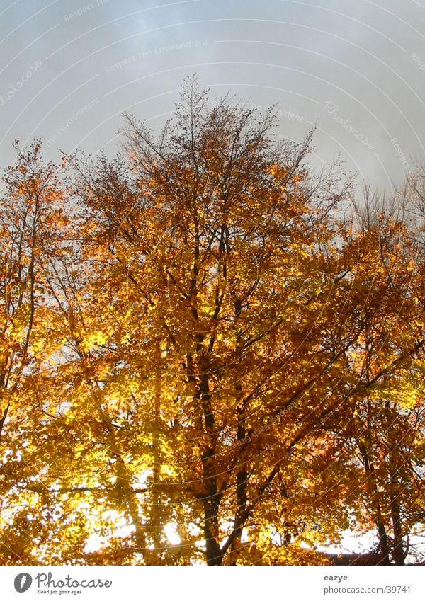 autumn sun Tree Evening sun Leaf Autumn Sky Lighting