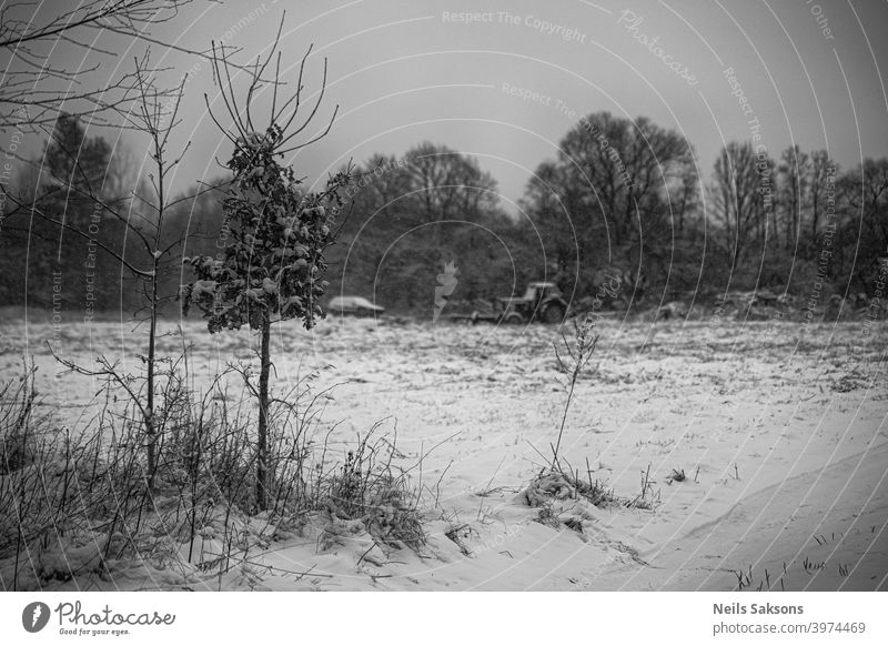 little oak with dry leaves in dull winter day / and old vintage tractor in background Abstract amazing beautiful beauty black bright contrast environment forest