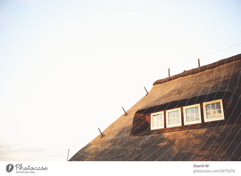 Thatched roof in the sunlight Reet roof Roof reed Thatched roof house Tradition coast Window Sunlight Cozy vacation Vacation destination Vacation home