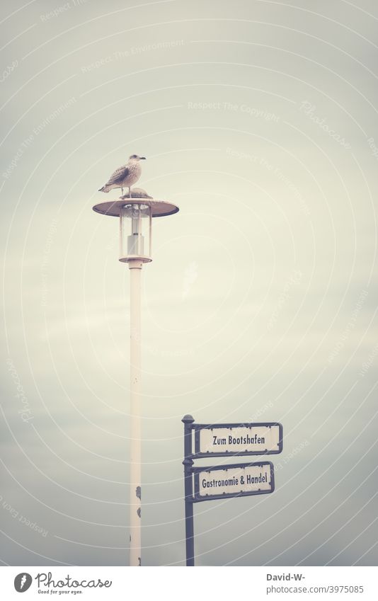 Seagull on a lantern - vacation by the sea Lantern corona Gastronomy Trade sign Economy Harbour Crisis forsake sb./sth. Closed coast North Sea Baltic Sea