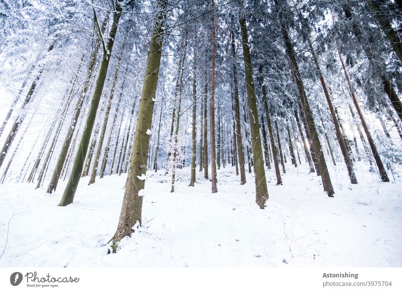 Winter coniferous forest Forest Winter forest Coniferous forest Snow tree trunks Wide angle bark lines winter landscape Coniferous trees Tree White Brown Many