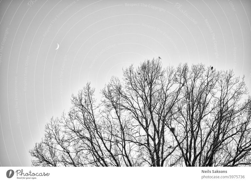 Crows and magpie on the top sitting on big oak`s branches. Birds sit on a leafless branch against the evening blue sky with the moon. Silhouette of dry tree branches with birds and the moon. Winter season, night landscape, wallpaper, copy space