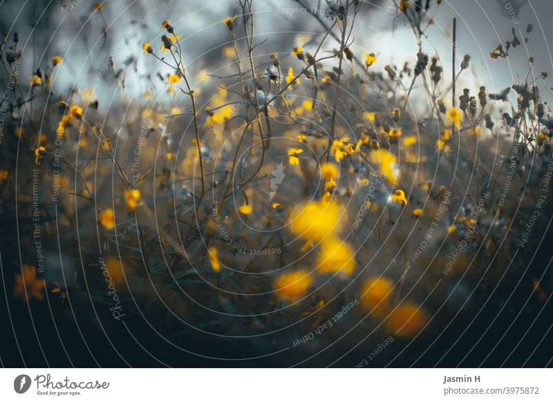 Field and meadow 2 Floral Exterior shot Close-up naturally Colour photo Blossom Flower flowers Yellow Nature Plant Meadow