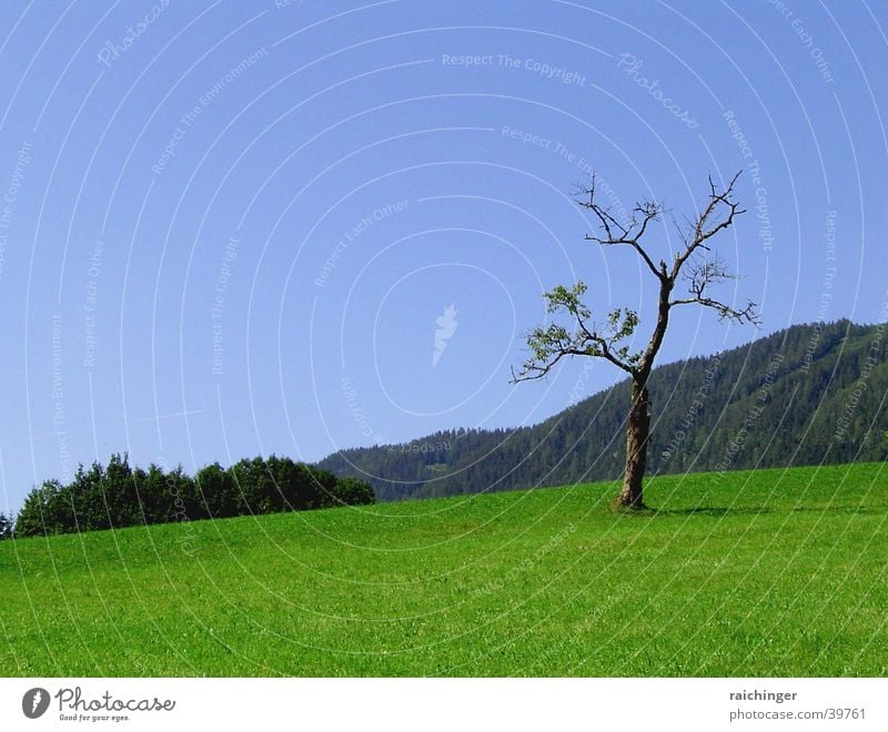 tree of life Tree Loneliness Meadow Green Nature Landscape Life Thin Sky Blue