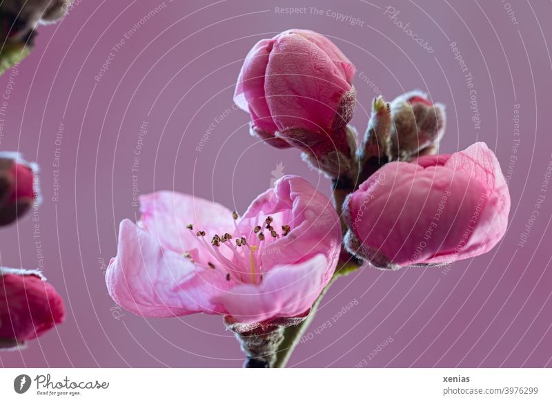 Opened delicate flower on the branch of apricot tree with buds against pink background Blossom apricot blossom Pink Twig Apricot tree Spring fruit blossom