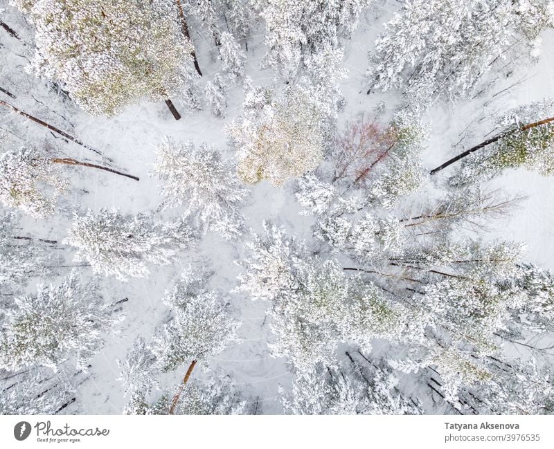 Trees covered by snow in winter forest nature season tree aerial cold weather frost landscape view white wood outdoor ice snowy background drone environment