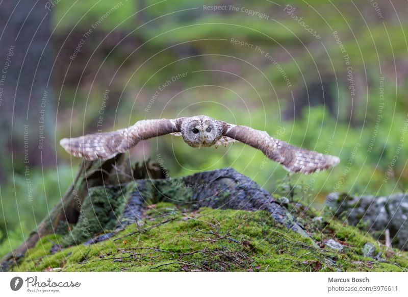 Tawny owl, Strix aluco Owl Bird flight Moss Forest Wood Owl brown owl Flying Green owl birds tawny owl