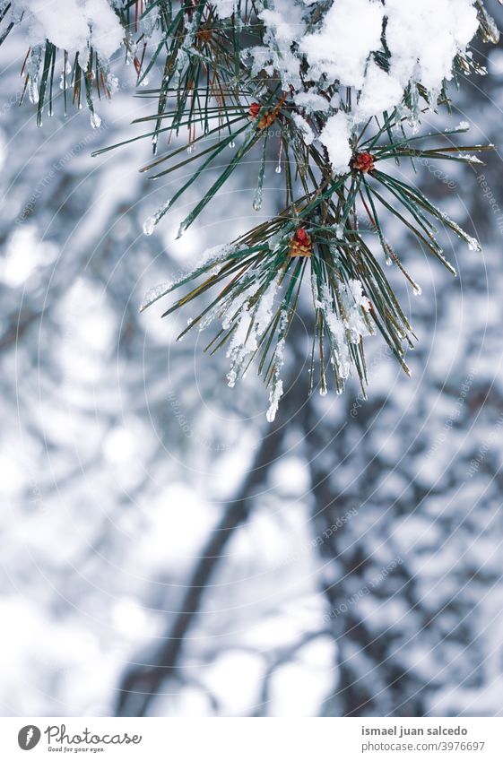 snow on the pine tree leaves in winter season snowfall wintertime cold cold days white frost frosty frozen ice snowy snowflake weather forest mountain nature