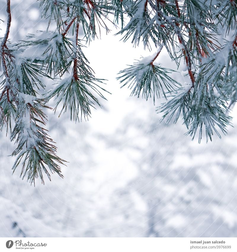 snow on the pine tree leaves in winter season, snowy days pine leaves branches leaf green ice frost frosty frozen white nature textured outdoors background