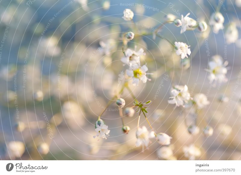 Delicate blossom veil Gardening Flower Plant Blossom Baby's-breath gypsum herb Blossoming Fragrance Small Beautiful Blue Yellow White Moody Life Nature Fine