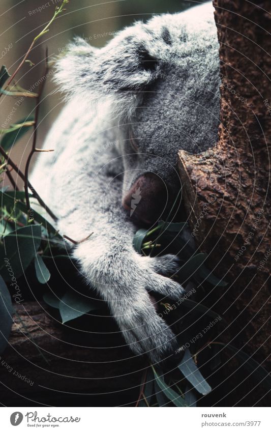 KOALA Bear Koala Zoo Animal Tree