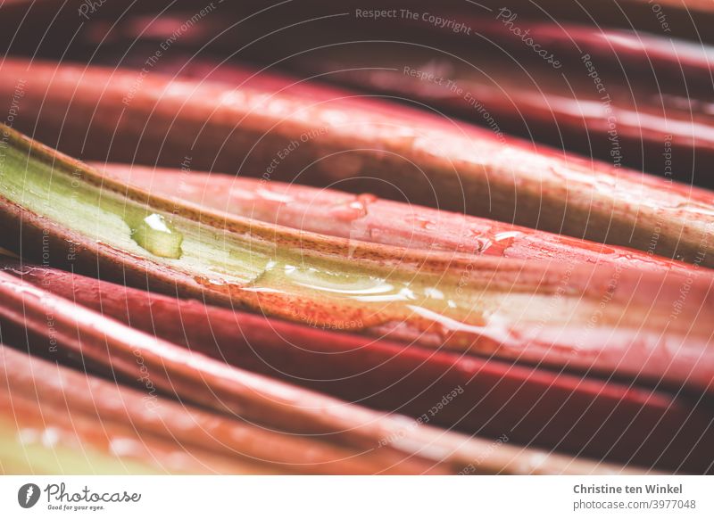 Red washed rhubarb stalks lie close together, close up with weak depth of field Rhubarb Rhubarb Rods Nutrition Healthy Eating Fresh Vegetarian diet Vitamin