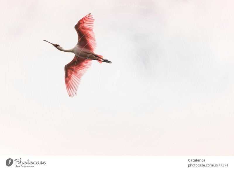 Goodbye Photocase, good that I can still see you now fauna Animal Bird pink spoonbill Ibis Beak animal world plumage Nature Ornithology Outdoors birdwatching