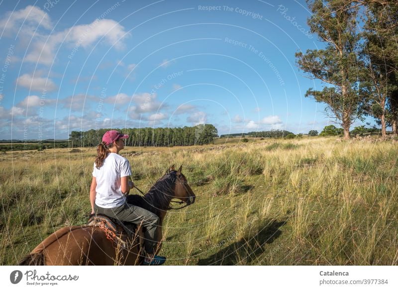 The young woman rides to the flock of sheep in the tall grass Nature Landscape flora fauna Young woman person Animal Horse Flock Plant eucalyptus Grassland