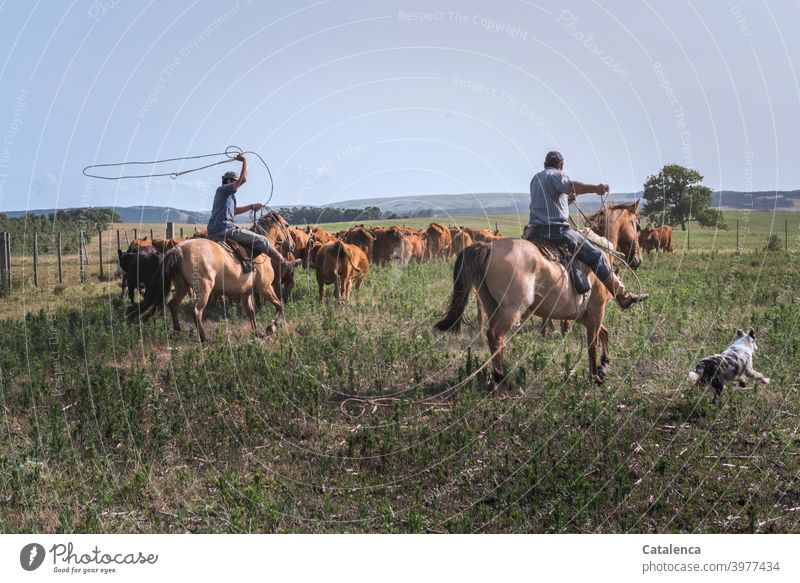 Two riders and dog separate cattle from herd with lasso Summer Rider Gaucho farm Cow Nature Animal Farm animal Horse Keeping of animals Sky daylight Day Grass