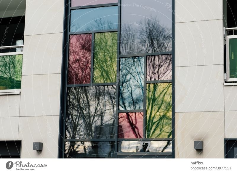 tinted windows reflect the bare trees in the dreary, urban facade Window Colored windows colored reflection Architecture Reflection Glass Facade