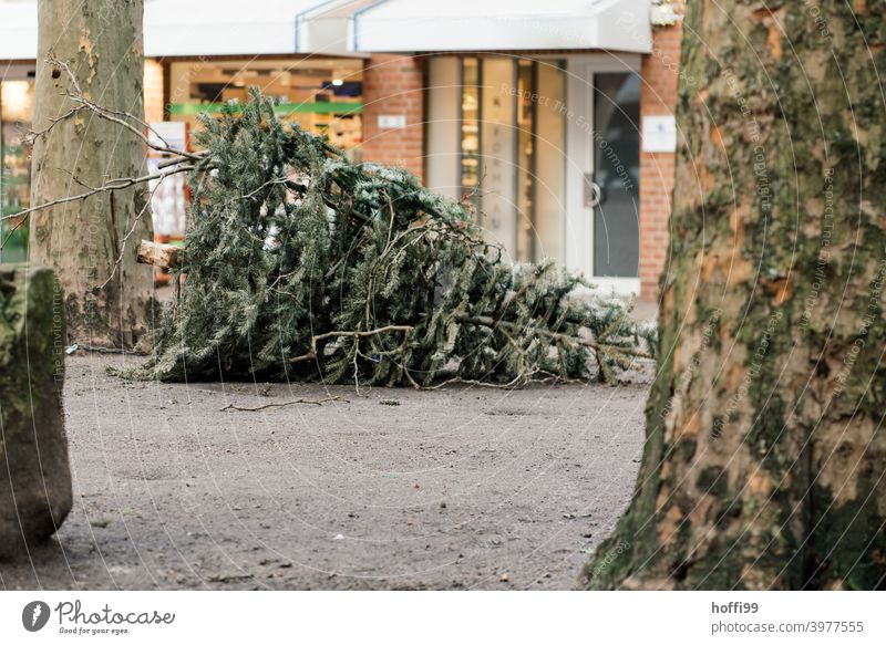 the disused fir tree is waiting to be disposed of Christmas tree Tree Loneliness Old Fir tree Holiday season sad Recycling recycle Jawbone Sidewalk Needle